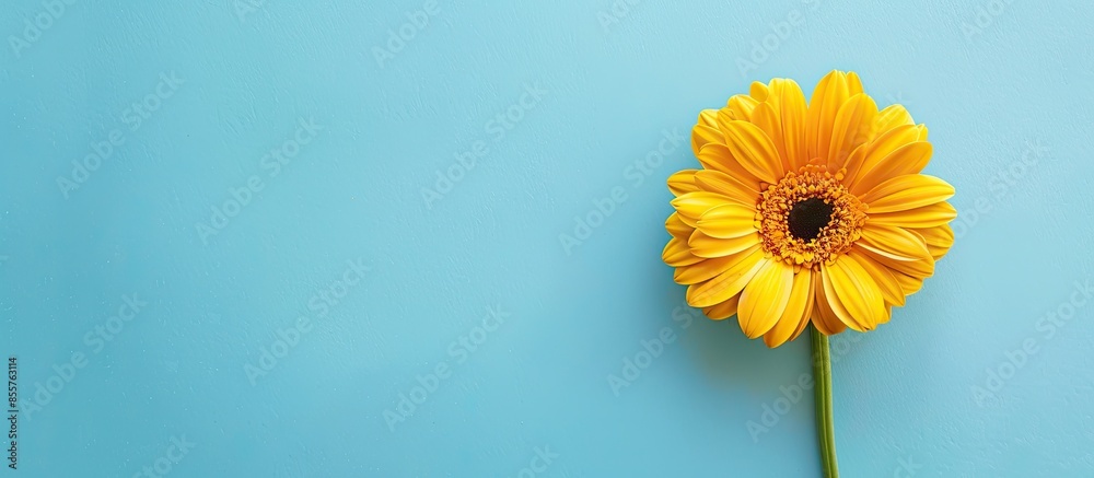 Aufkleber beautiful spring yellow flower gerber on colored background. stylish flat lay. minimal concept. flat