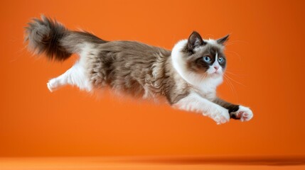 Fototapeta premium Playful Snowshoe Cat Leaping Across Orange Background