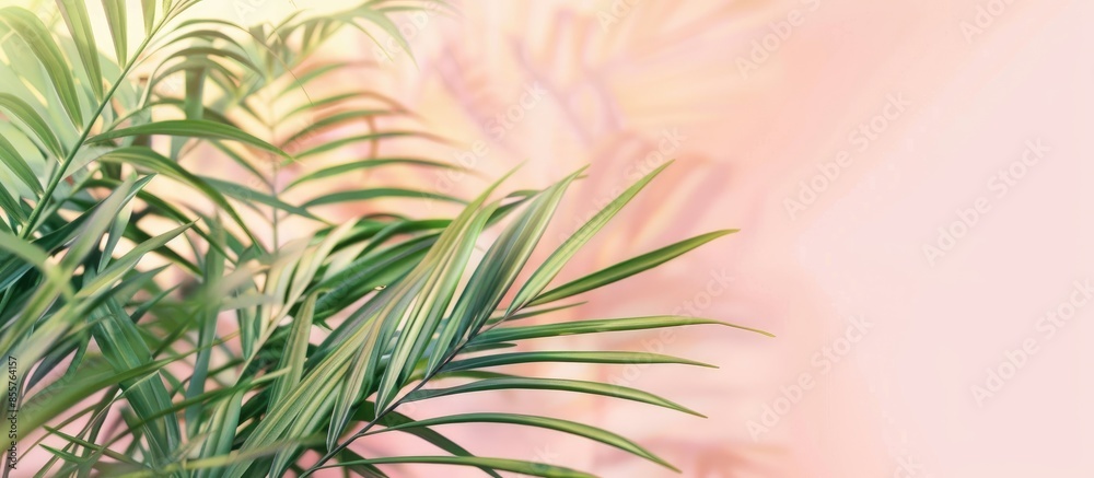 Aufkleber Areca palm isolated on the pastel background Bamboo. with copy space image. Place for adding text or design