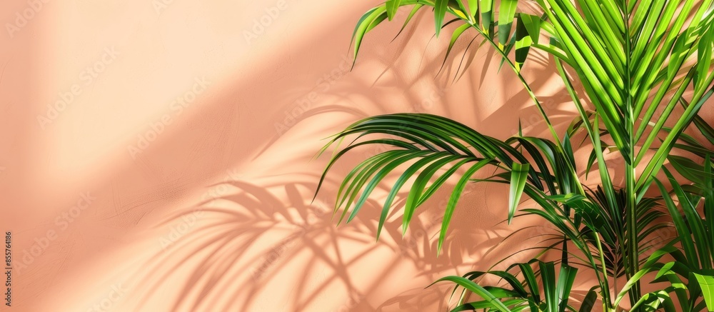 Aufkleber Areca palm isolated on the pastel background Bamboo. with copy space image. Place for adding text or design