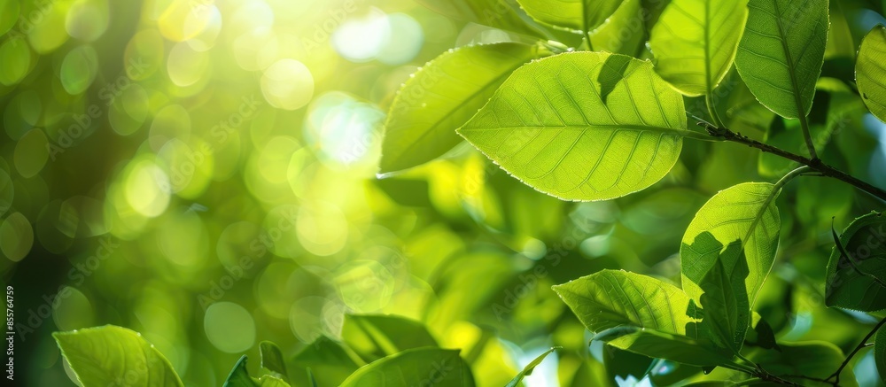 Poster Nature concept with green leaves and the text Go Green. Copy space image. Place for adding text or design