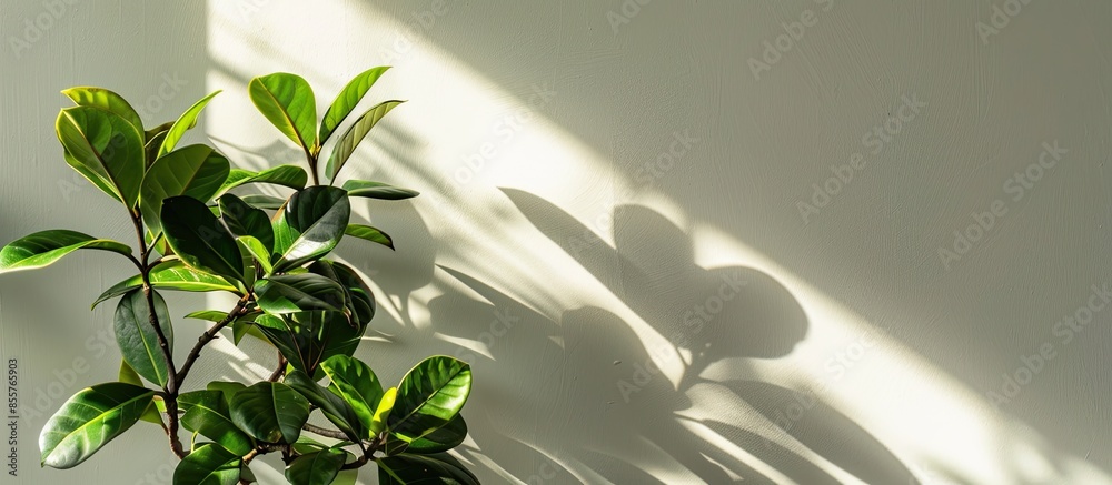 Poster a  Ficus Plants. with copy space image. Place for adding text or design
