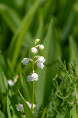 小さい花を咲かせるスズラン