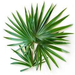 Fototapeta premium Professional product shot of saw palmetto leaves on a white background