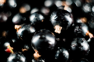 Black currants in a plate on a black background. Berries concept