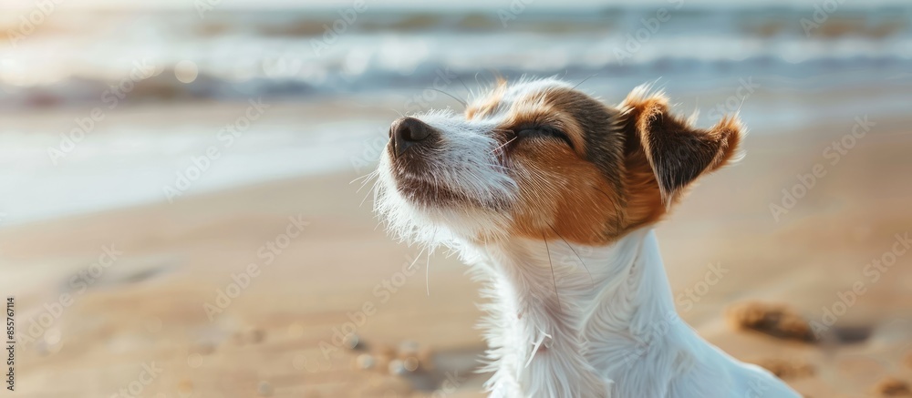 Aufkleber cute small dog shaking at the beach with closed eyes. Copy space image. Place for adding text or design