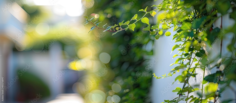 Leinwandbilder a closeup of plants on a white building under sunlight with a blurry background. with copy space ima