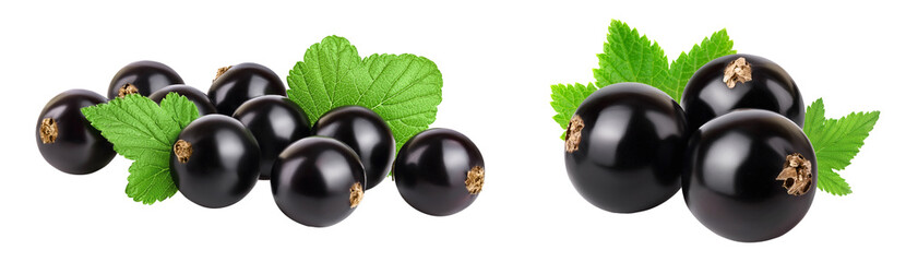 black currant with leaves isolated on white background with full depth of field