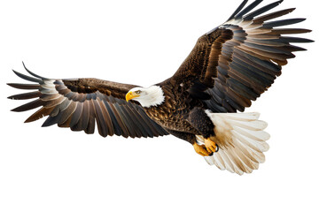 Obraz premium Bald Eagle in Flight isolated on transparent background png