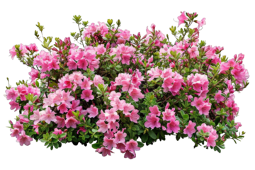 Pink Azalea Flowers Bush isolated on transparent background png