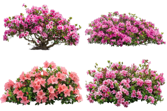 Collection of Pink Azalea Flowers in Bloom isolated on transparent background png