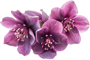 Three Purple Flowers in Bloom isolated on transparent background png