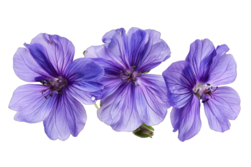 Purple Flowers isolated on transparent background png