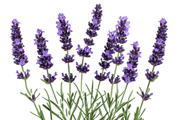 Purple Lavender Flowers isolated on transparent background png
