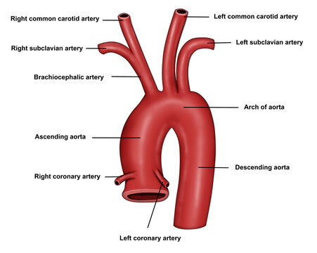 Arch of Aorta human anatomy  medical illustration 