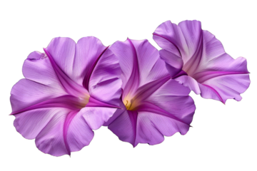 Three Purple Flowers isolated on transparent background png