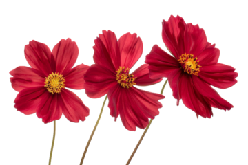 Three Red Cosmos Flowers isolated on transparent background png