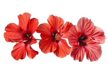 Three Red Hibiscus Flowers isolated on transparent background png