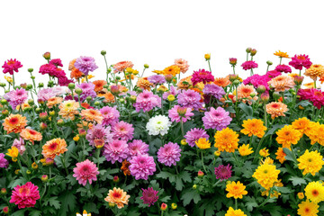 Colorful Chrysanthemum Flower Arrangement isolated on transparent background png