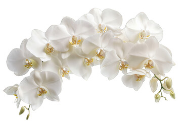 Obraz premium White Orchid Flowers isolated on transparent background png