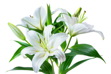White Lily Flower Bouquet isolated on transparent background png