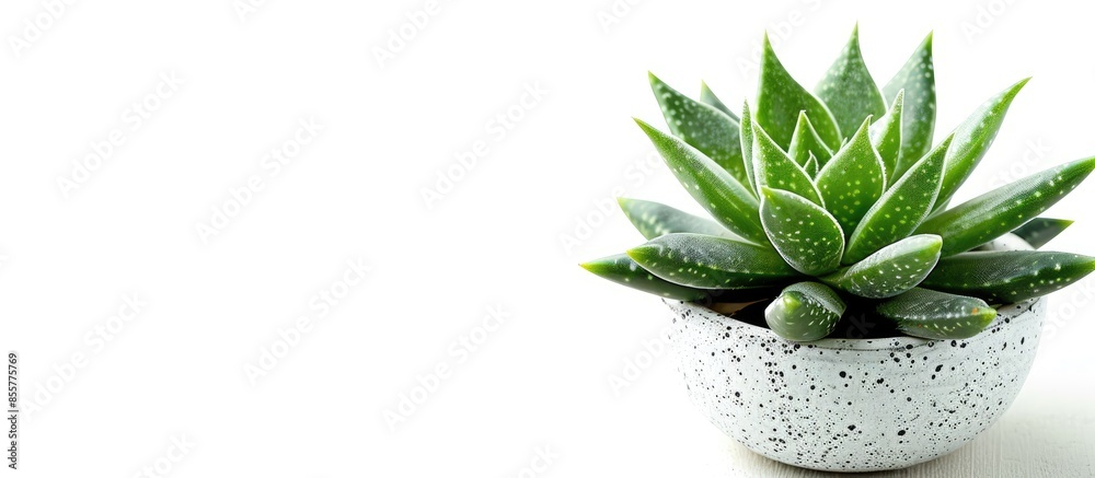 Poster little dotted succulent plant in a pot, on white background. with copy space image. place for adding