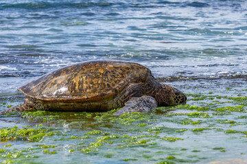 Green sea turtle eating seaweed on the reef / beachrocks, Chelonia mydas, green turtle, black (sea) turtle or Pacific green turtle, Laniakea Beach，Oahu's North Shore, Honolulu, Hawaii