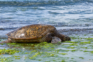 Green sea turtle eating seaweed on the reef / beachrocks, Chelonia mydas, green turtle, black (sea) turtle or Pacific green turtle, Laniakea Beach，Oahu's North Shore, Honolulu, Hawaii