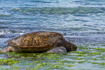 Green sea turtle eating seaweed on the reef / beachrocks, Chelonia mydas, green turtle, black (sea) turtle or Pacific green turtle, Laniakea Beach，Oahu's North Shore, Honolulu, Hawaii