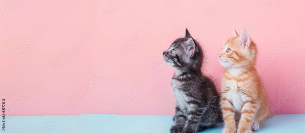 Poster Two kittens isolated on pastel background Kitten  Isolated. with copy space image. Place for adding text or design