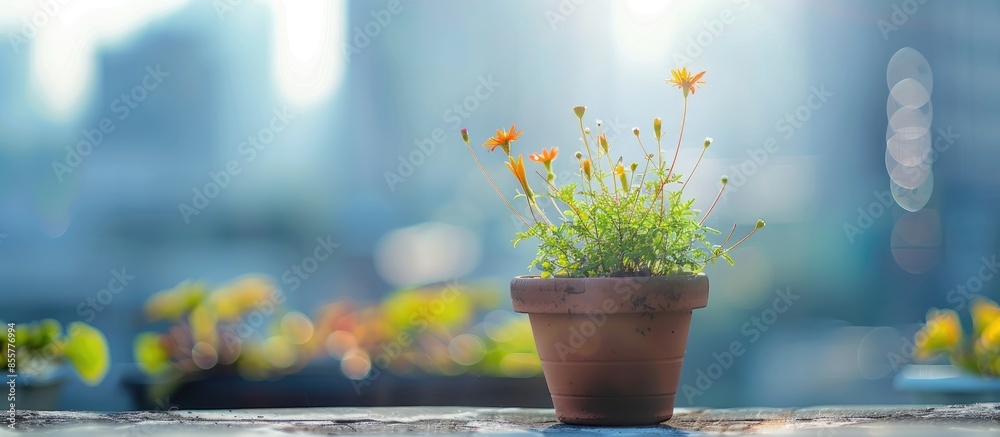 Poster flowering plant in daylight on roof top. with copy space image. place for adding text or design
