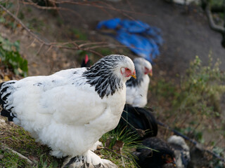 some chickens in a henhouse in the countryside
