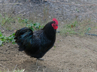 detail of a black rooster in a henhouse in the countryside