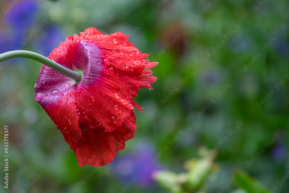 Poster Gartenmohn (Papaver) im Regen