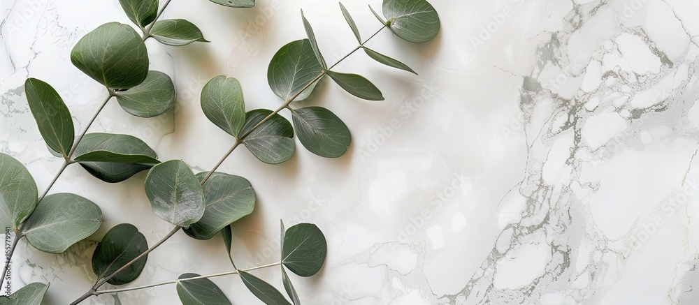Aufkleber A wooden board with a branch of Eucalyptus, on a marble background pastel background. with copy space image. Place for adding text or design