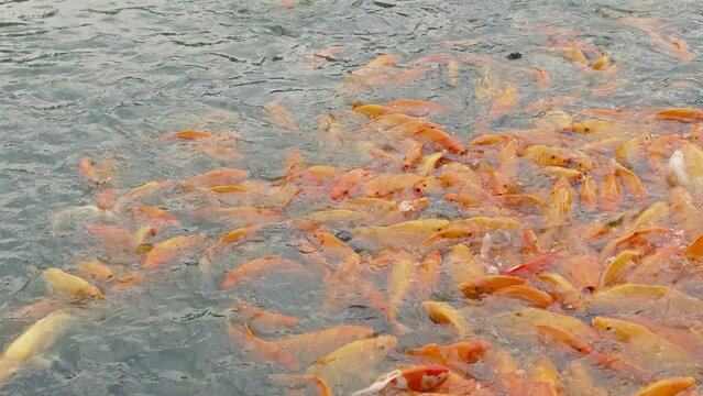 lots of yellow, white and black goldfish and tilapia gather to look for food in the pond