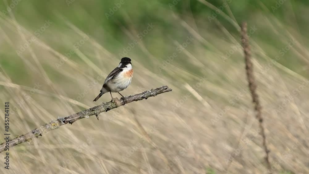 Wall mural European stonechat - Saxicola rubicola male bird sits on a branch Slow motion.