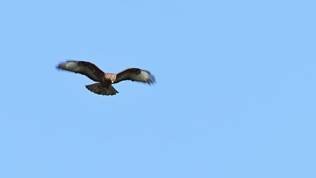 Common buzzard buteo buteo flying in the sky. Close up. Slow motion.