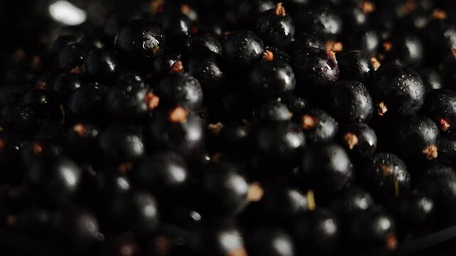 Black currants rotating on a plate on a black background.Berries concept 4k