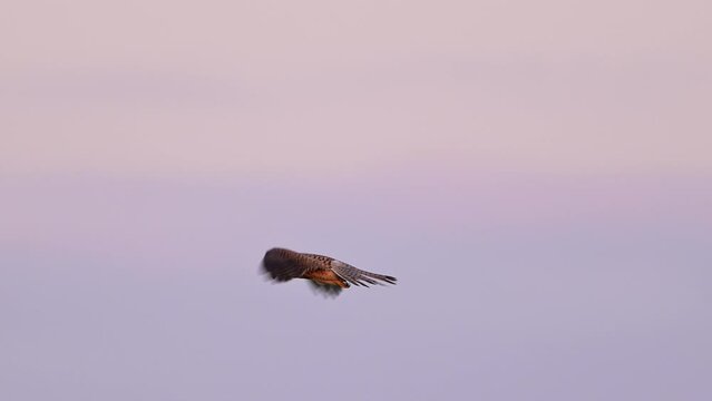 Common Kestrel in flight falco tinnunculus hovering in the sky.
