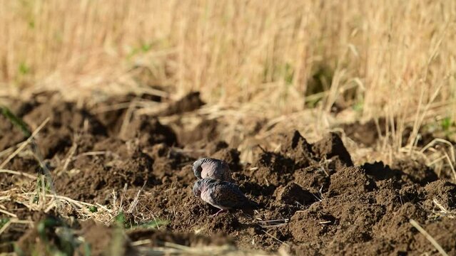 Turtle Dove, European Turtle Dove Streptopelia turtur. Slow motion. Birds are cleaning their feathers.