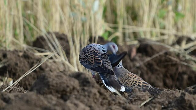 Turtle Dove, European Turtle Dove Streptopelia turtur. Slow motion Close up.