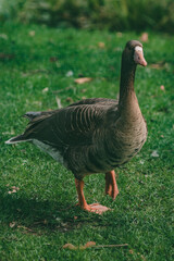 Goose close-up on green grass. He stopped in his tracks and looked interested.