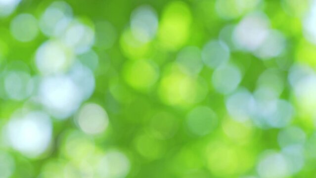 初夏の風に揺れる新緑のぼかし