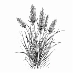 Fototapeta premium The engraving style depicts a bunch of fescue grass plants with a common blue fescue growing in the background.