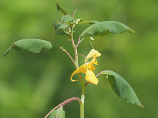 Yellow flower of touch-me-not balsam plant, Impatiens noli-tangere