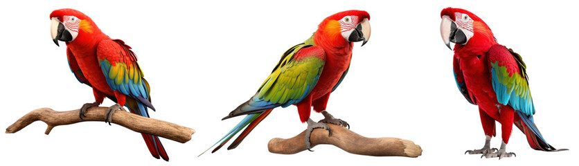 Obraz premium PNG Colorful parrots perched on branches set