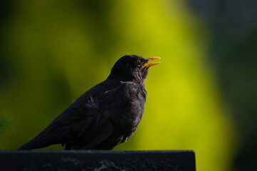 Turdus merula aka Eurasian or Common blackbird male close-up portrait. Common bird in Czech republic. Shot against the light.