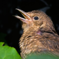 Baby of Eurasian blackbird aka The common blackbird or Turdus merula. Close-up portrait. Young bird with open beak and waiting for feeding. Hidden in foliage.