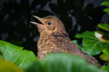 Baby of Eurasian blackbird aka The common blackbird or Turdus merula. Close-up portrait. Young bird with open beak and waiting for feeding. Hidden in foliage.